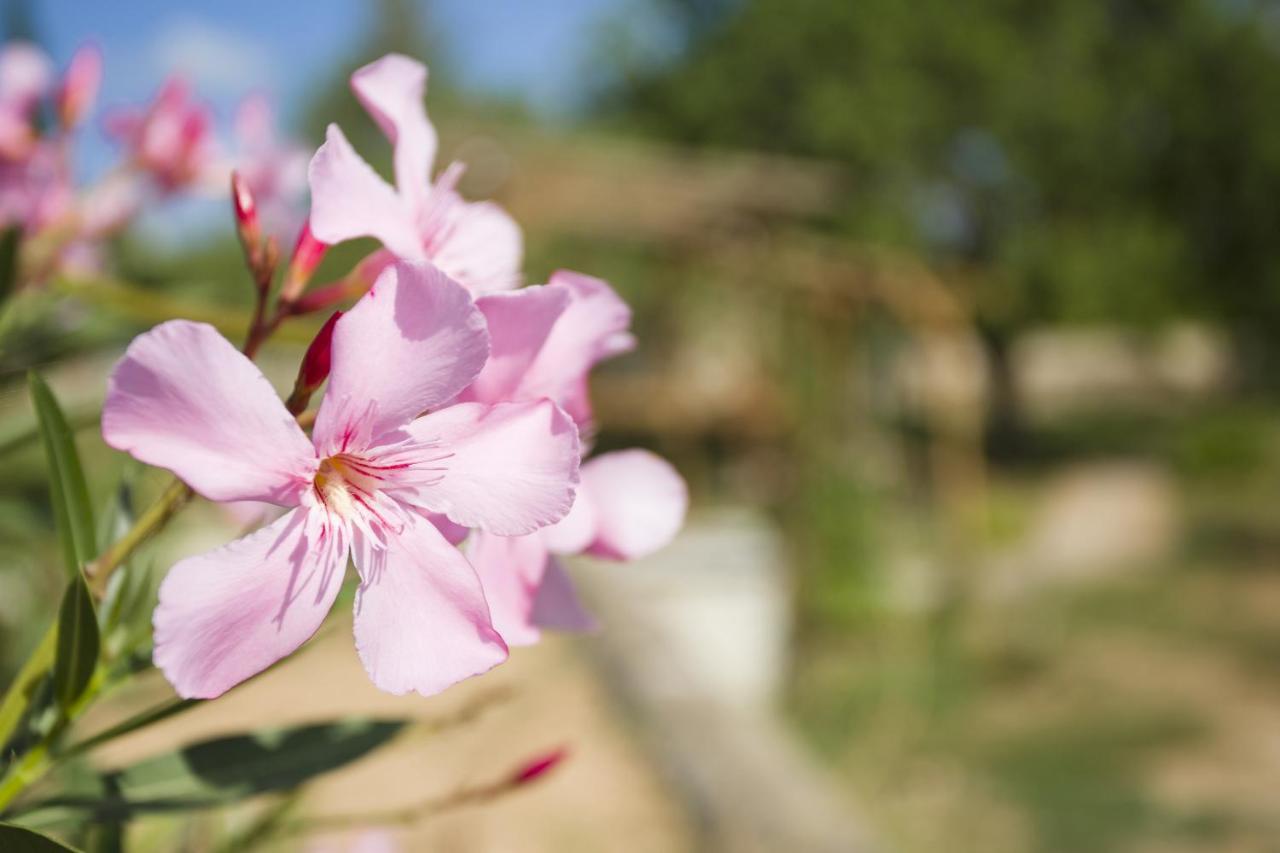 Las Mariposas San Antonio  Ngoại thất bức ảnh